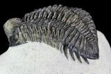 Coltraneia Trilobite Fossil - Huge Faceted Eyes #108490-5